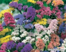 补血草的花语是什么？补血草象征着什么含义？