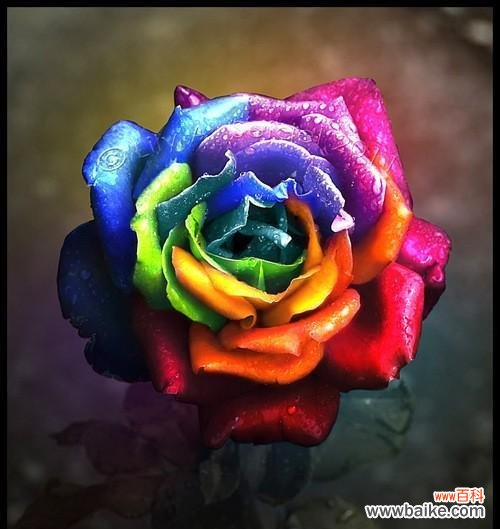 彩虹玫瑰代表什么意思?花语背后隐藏着哪些情感?