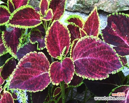 彩叶草的花语是什么？它有哪些寓意？