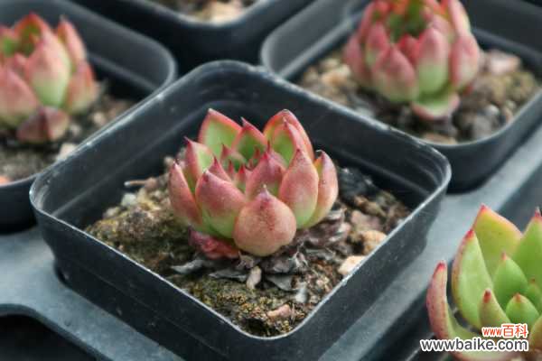 多肉爬满蚧壳虫？用这7种方法，3天就能一扫而光！