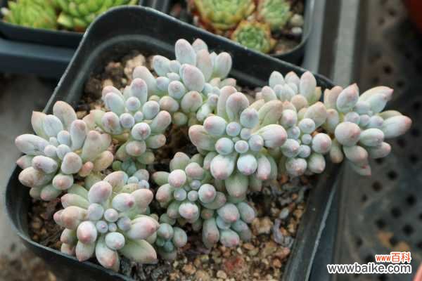 多肉爬满蚧壳虫？用这7种方法，3天就能一扫而光！