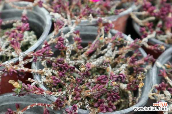 多肉爬满蚧壳虫？用这7种方法，3天就能一扫而光！