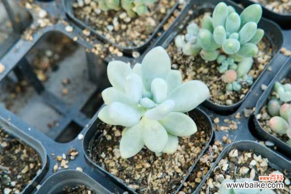 多肉爬满蚧壳虫？用这7种方法，3天就能一扫而光！