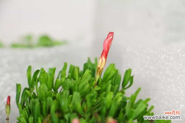 酢浆草黄叶的原因和处理办法