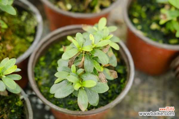 锦绣杜鹃的病虫害防治