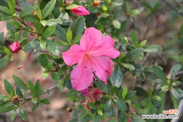 锦绣杜鹃的病虫害防治