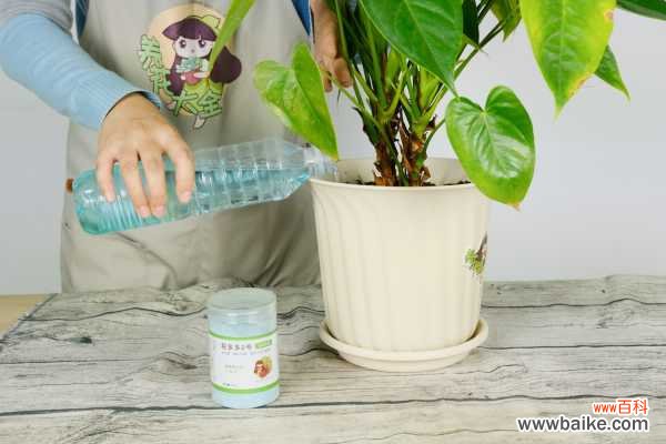 红掌黄叶的原因和处理办法