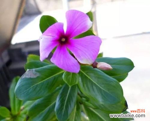 长春花象征着什么?长春花的寓意有哪些常见问题?