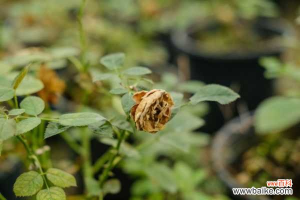 十棵月季九棵死，1秒自制杀虫剂，红蜘蛛蚜虫全扫光！