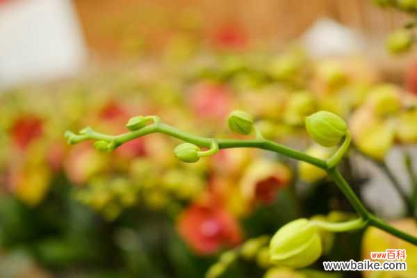 蝴蝶兰黄叶的原因和处理办法