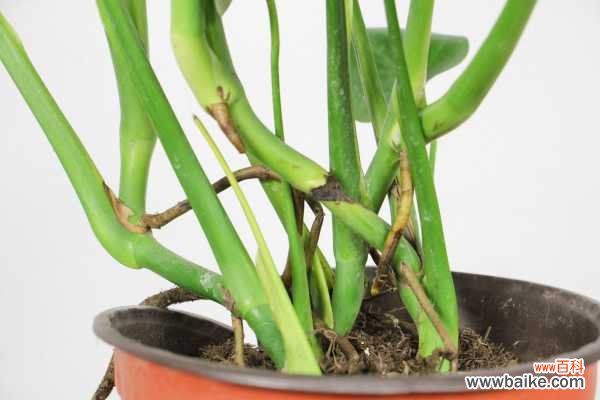 刚栽的龟背竹叶子黄了怎么回事