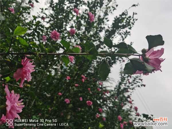 木槿花常见虫害及解决办法