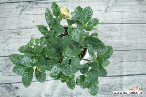 栀子花长腻虫怎么办