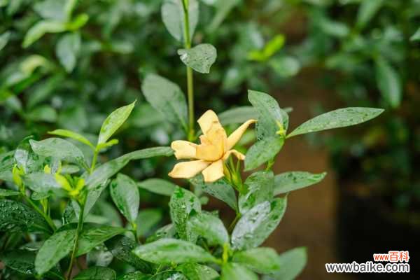 栀子花长白粉虱怎么办