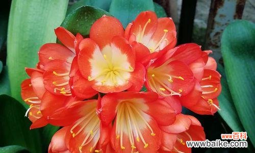 探寻君子兰深厚的文化内涵 君子兰的花语与象征