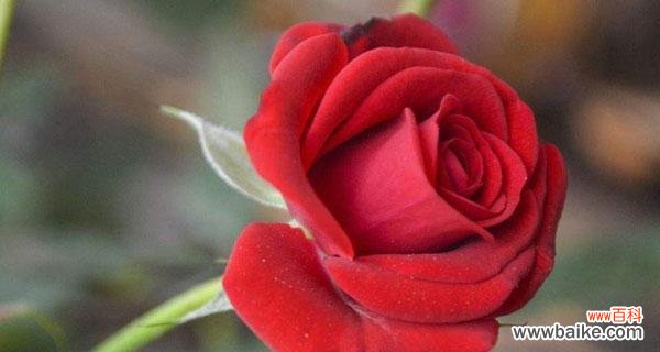 探究红玫瑰的真正含义，揭示花语与寓意 红玫瑰花语与寓意