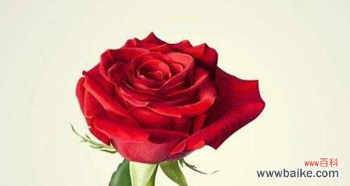 探究红玫瑰的真正含义，揭示花语与寓意 红玫瑰花语与寓意