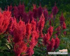 探寻花语传达的意义 鸡冠花花语解析