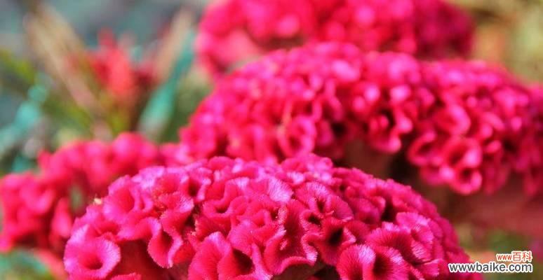 探寻花语传达的意义 鸡冠花花语解析