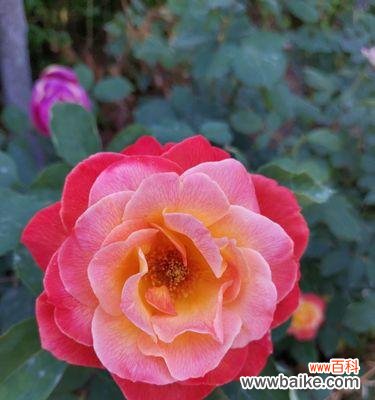 寓意深远的玫瑰之花 探秘月季花语