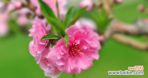 解读桃花花语中蕴含的情感与寓意 探秘“桃花花语”的深层意义