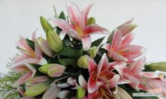 探究白百合花在文化传统中的地位 白百合花的象征意义