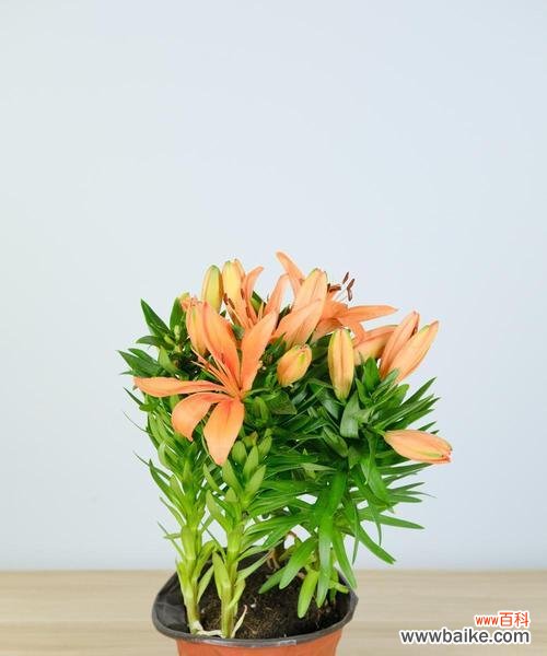 探究白百合花在文化传统中的地位 白百合花的象征意义