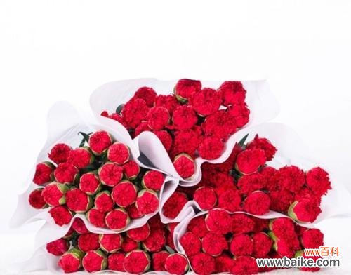 探寻鲜花背后的情感世界 红色康乃馨花语与寓意