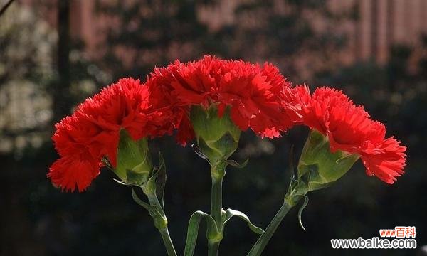 探寻鲜花背后的情感世界 红色康乃馨花语与寓意