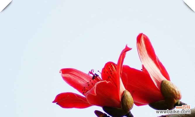 以“热情”为的花语大揭秘 木棉花——热爱与祝福的象征