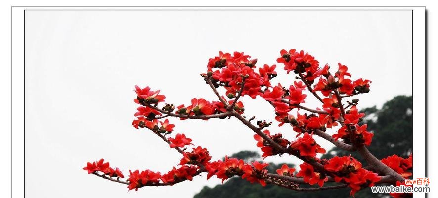 以“热情”为的花语大揭秘 木棉花——热爱与祝福的象征