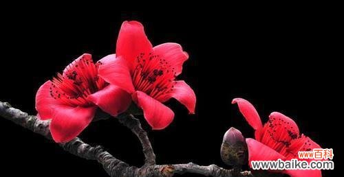 以“热情”为的花语大揭秘 木棉花——热爱与祝福的象征