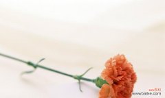 探究康乃馨所代表的意义及象征 康乃馨的含义