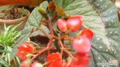 秋日盛开的美丽之花 秋海棠花语