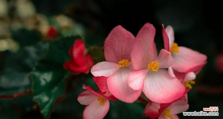 秋日盛开的美丽之花 秋海棠花语