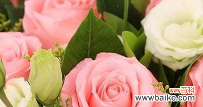 探寻玫瑰花数量背后的深层含义 探寻玫瑰花数量背后的深层含义