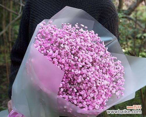 探寻这朵美丽花卉背后的涵义 解读粉色满天星的花语