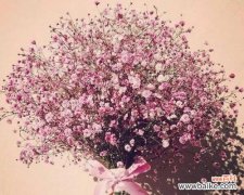 探寻这朵美丽花卉背后的涵义 解读粉色满天星的花语