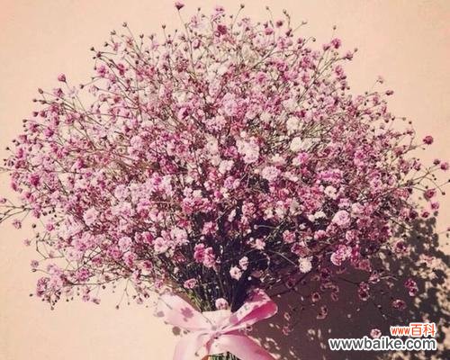 探寻这朵美丽花卉背后的涵义 解读粉色满天星的花语