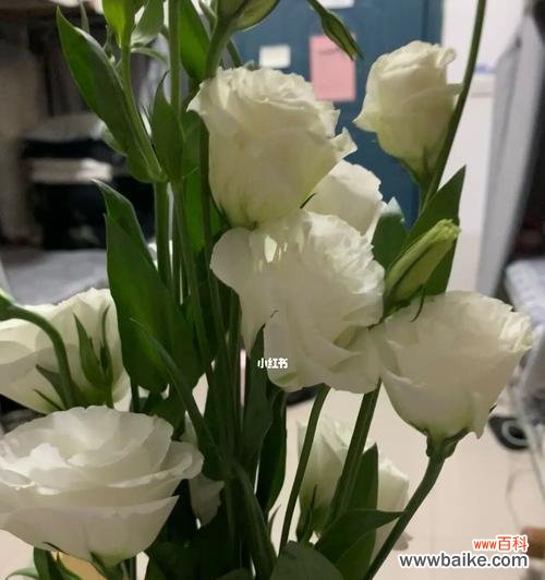 唤醒内心的美好，洋桔梗带来心灵的愉悦 洋桔梗花语——纯洁的白色之美