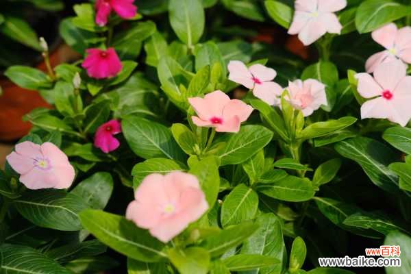 长春花适合室内养吗