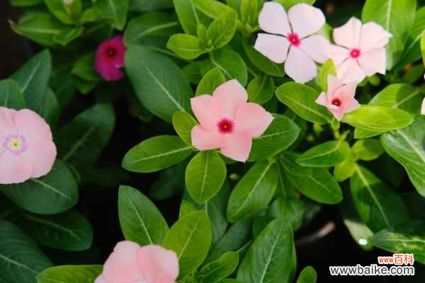 长春花适合室内养吗