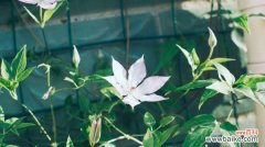 铁线莲可以室内养殖吗