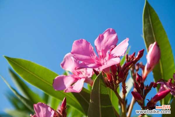 夹竹桃可以放室内养吗