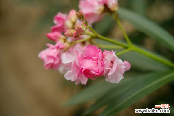 夹竹桃可以放室内养吗