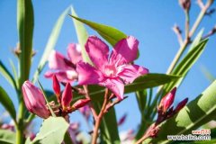 夹竹桃可以放室内养吗