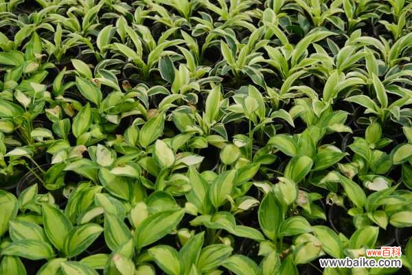 玉簪花可以放室内养吗