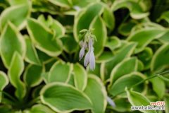 玉簪花可以放室内养吗