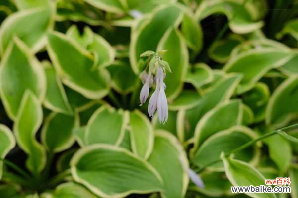 玉簪花可以放室内养吗