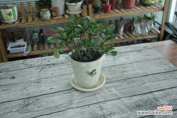 栀子花室内可以养吗